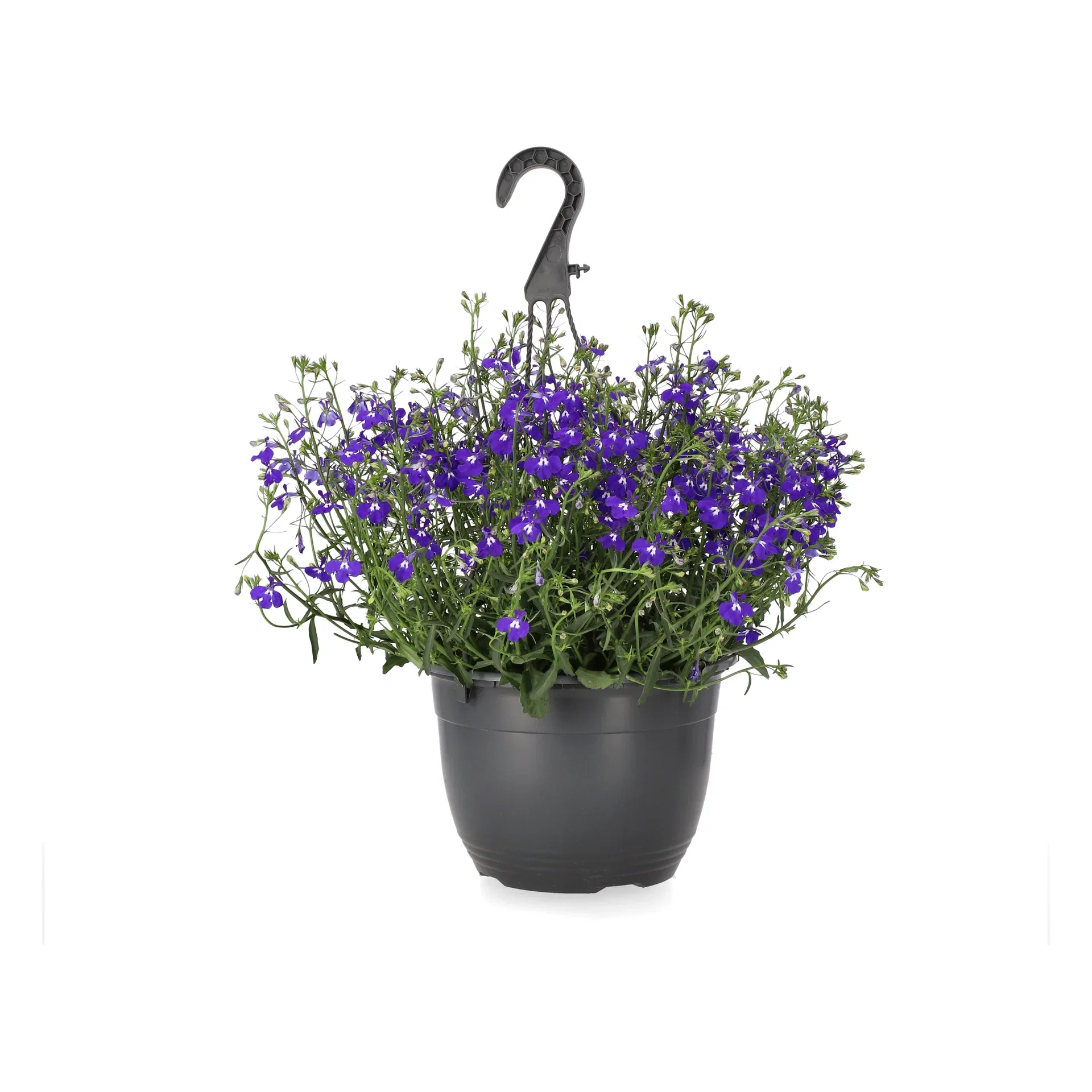 Lobelia h. basket Blue 22 cm Lobelia i ampel Ø22 cm