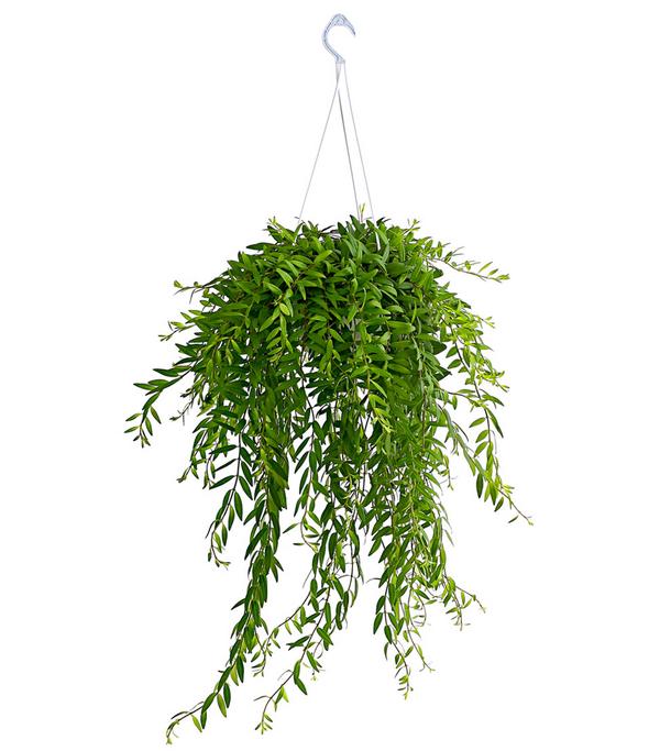 Schamblume - Aeschynanthus japhrolepis, Ampel