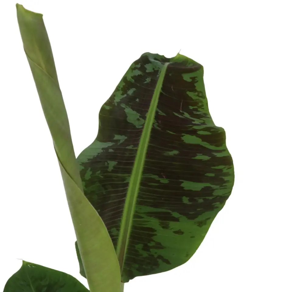 Bananenplant - Musa 'Dwarf Cavendish' - Hoogte 90-100cm - ⌀21cm