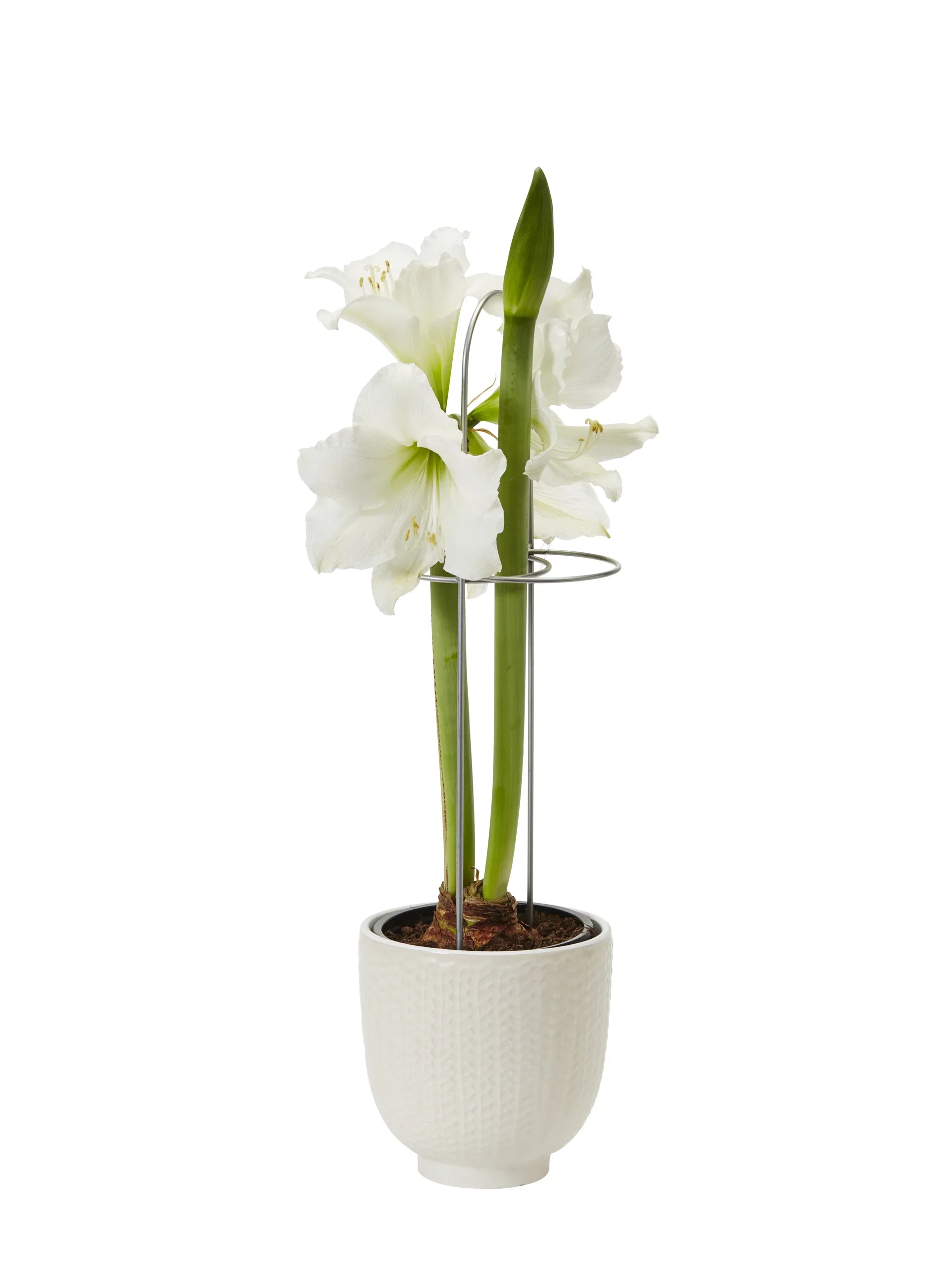 Hippeastrum x hortorum Amaryllis 2- grenet Omkrets 32 cm