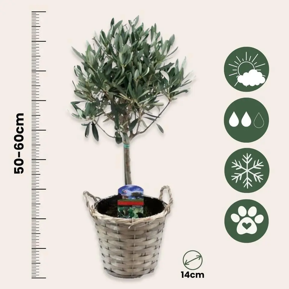 Olijfboom - Set van 2 - Olea europaea - Hoogte 50-60cm - ⌀14cm