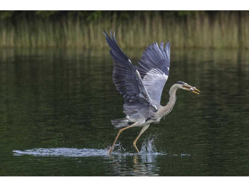 Canon Zoomobjektiv RF 100-500mm F/4.5-7.1L IS USM Canon RF Kompaktes und leichtes Supertele-Objektiv für Sport- und Wildlife-Aufnahmen