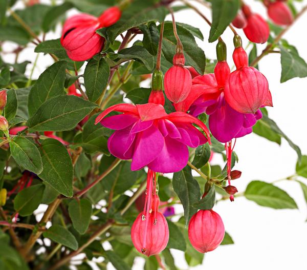 XXL Fuchsie, stehend, verschiedene Sorten