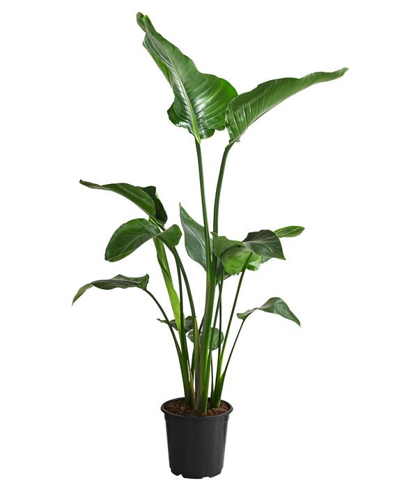 Baumstrelitzie - Strelitzia nicolai