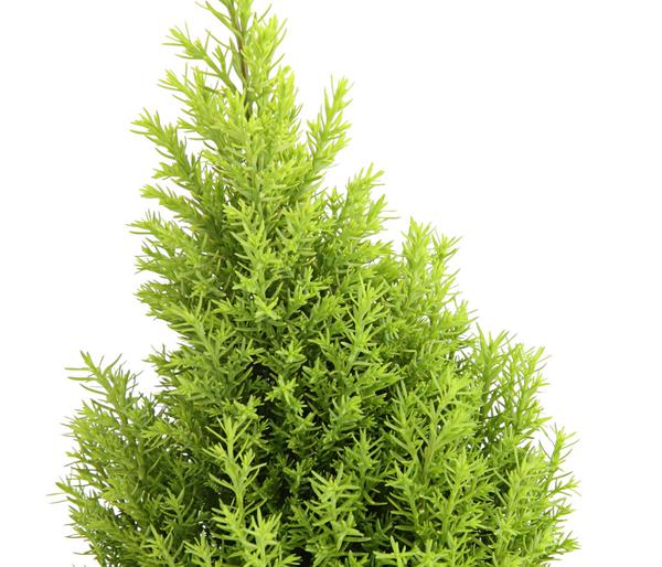 Scheinzypresse 'Ellwood's Gold'
