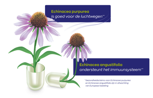 Vitakruid Echinacea 600 Purpurea (4%) Angustifolia (6%, 4%) (90 vega capsules)