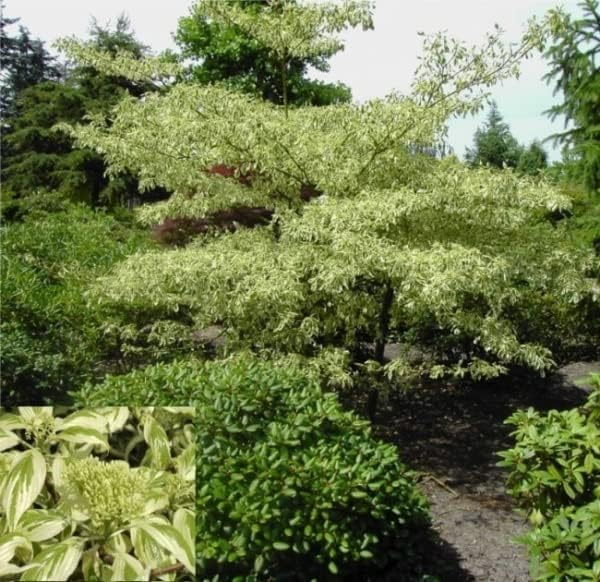 Cornus controversa Variegata - Weißbunter Pagoden-Hartriegel 30-40cm