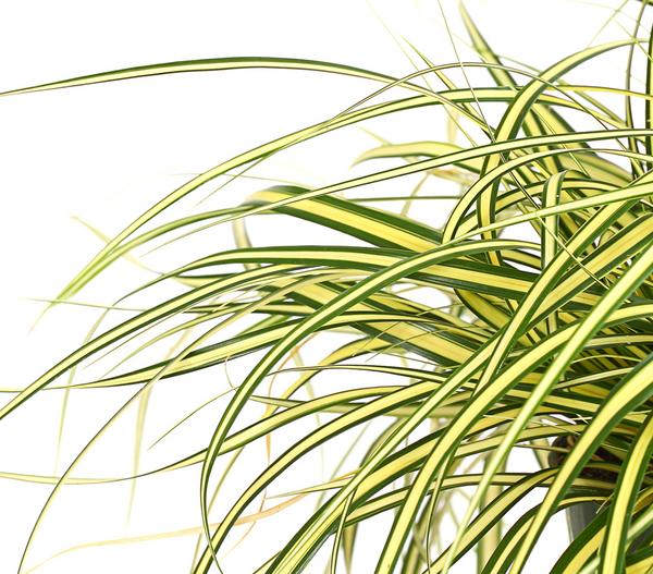 Garten-Segge 'Evergold'