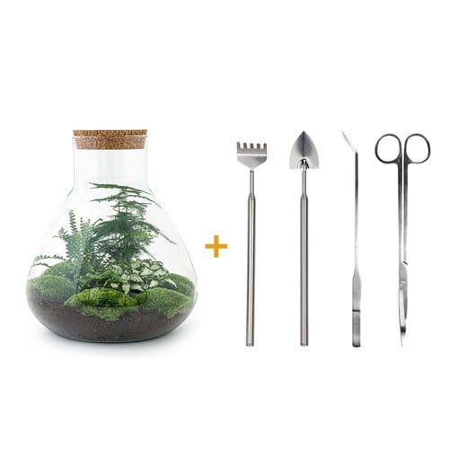 Kit terrarium diy - samos