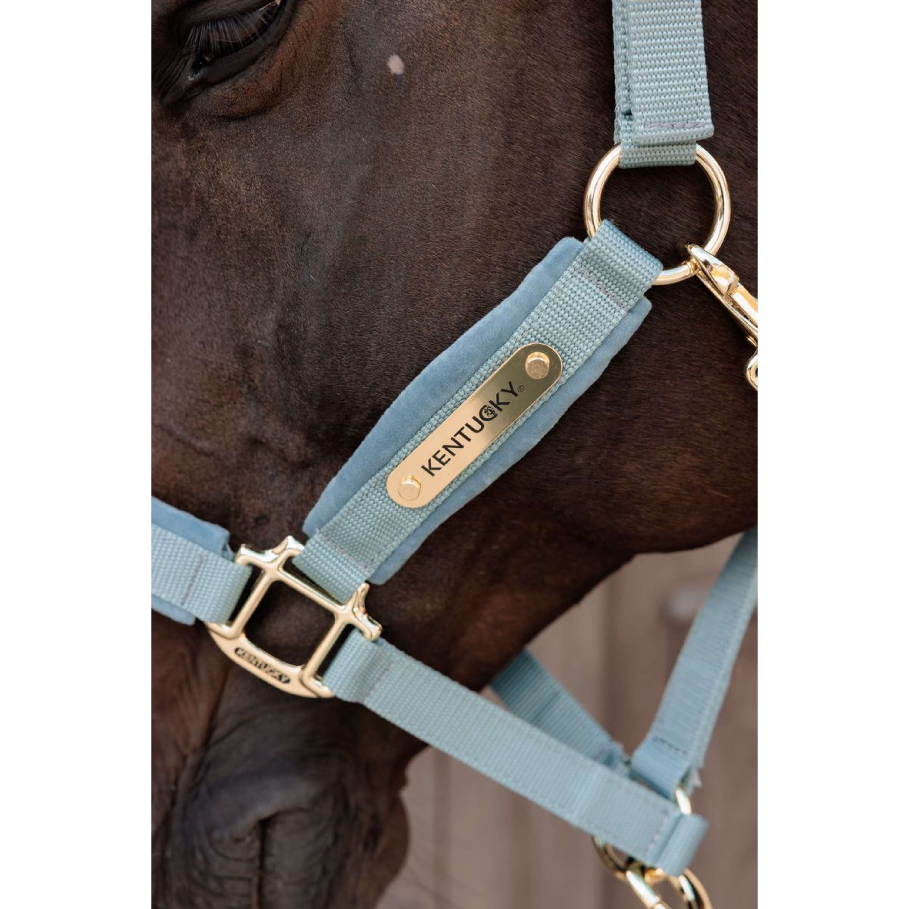 Kentucky Halster Velvet Lichtblauw