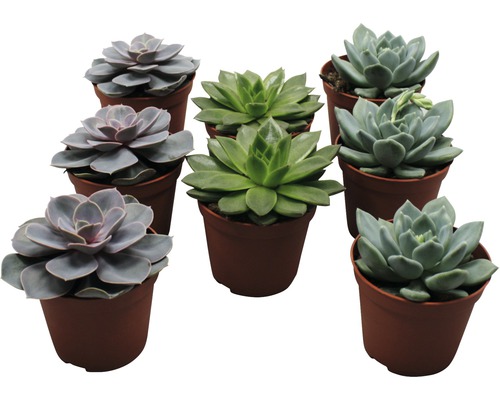 Echeveria Mix FloraSelf Echeveria Ø 8,5 cm pot willekeurige variëteitselectie