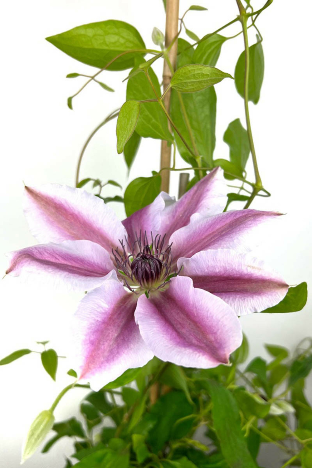 Clématite 'nelly moser' - 3l