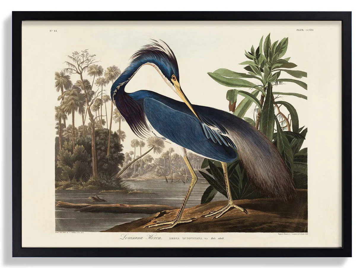 Louisiana Reiher Vogel