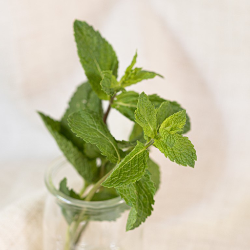Volant Æterisk Olie, Spearmint