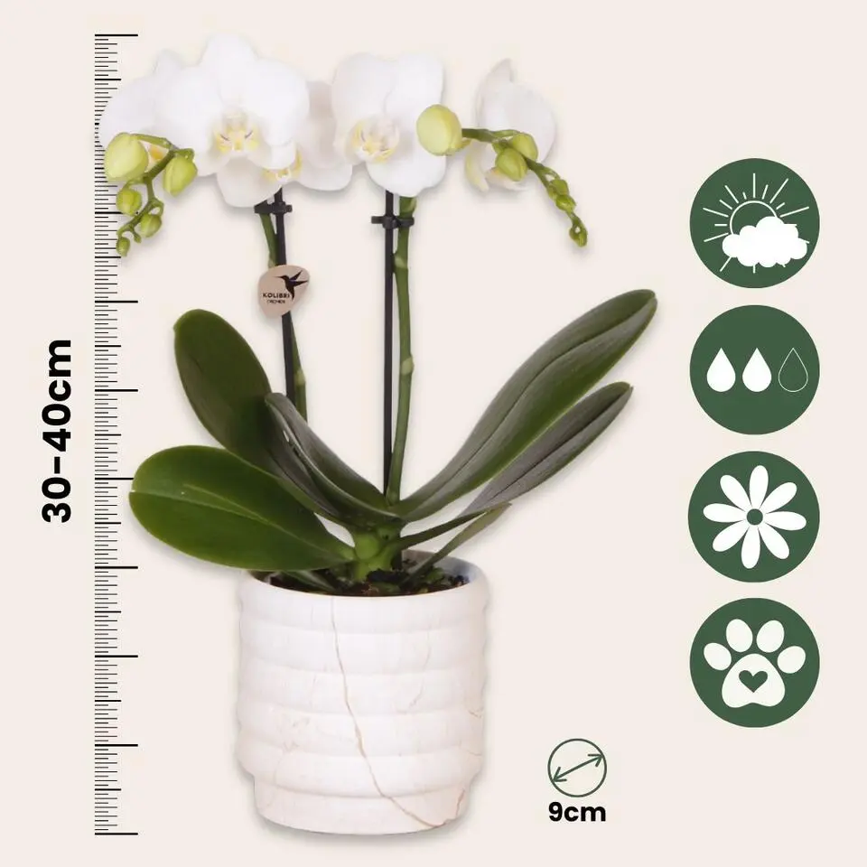 Cadeauset orchidee 'Marble S' - Phalaenopsis - Hoogte 30cm
