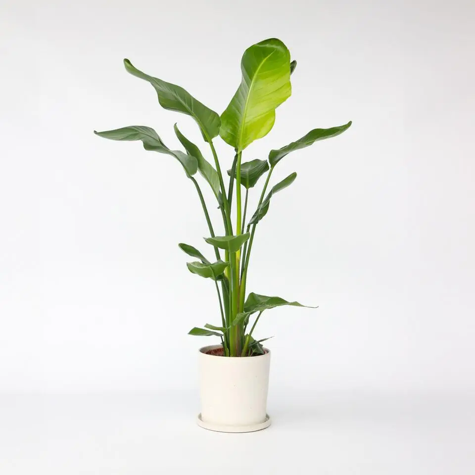 Paradijsvogelplant - Strelitzia nicolai - Hoogte 90-110cm - ⌀21cm