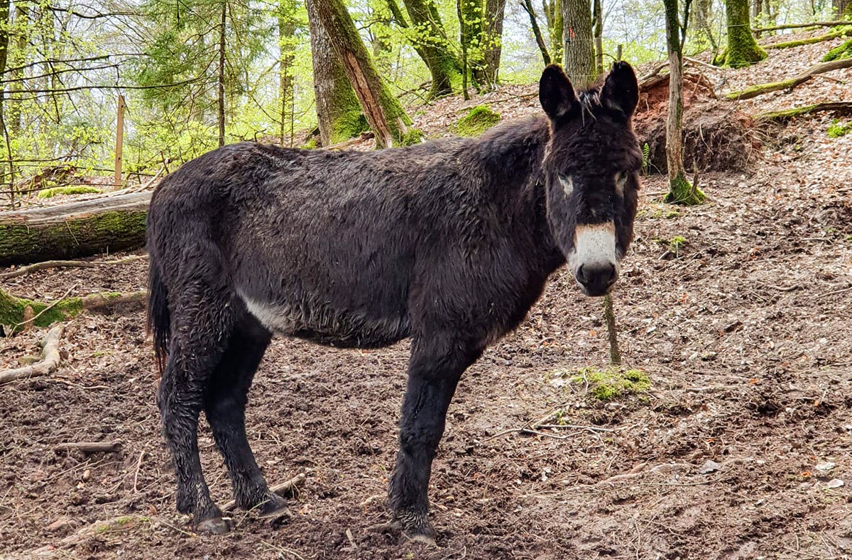 Tagestour mit Eseln Eppenbrunn für 2