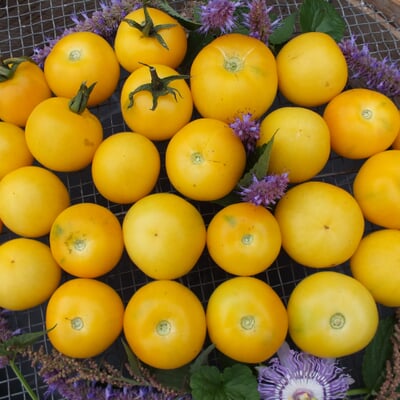 Gemüsesamen Tomaten alte Land- und Haussorten