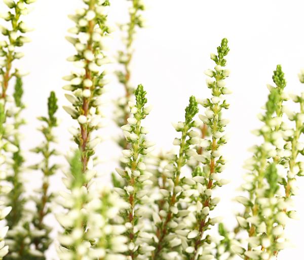 Knospenheide 'Mini-Girls®'