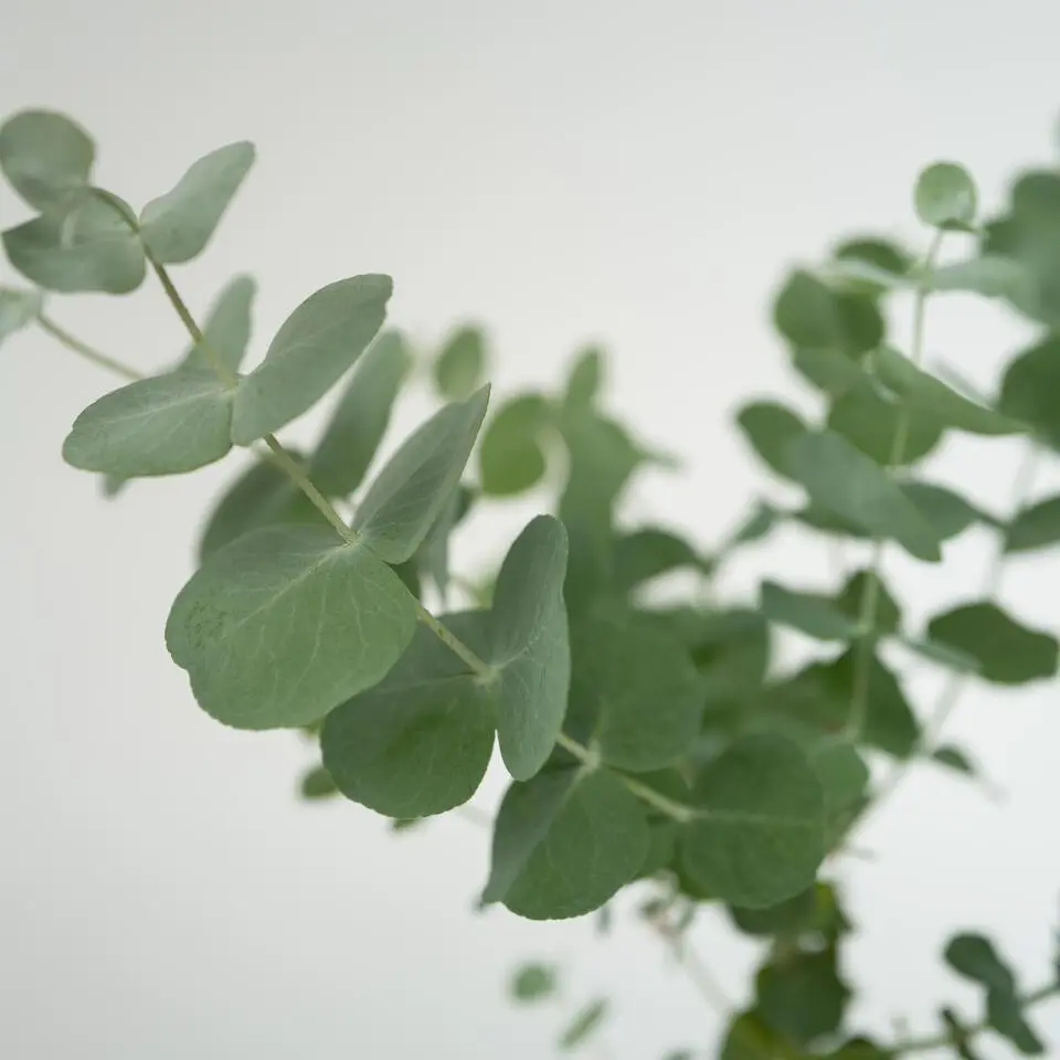 Gomboom - Set van 2 - Eucalyptus 'Pulverulenta' - Hoogte 25-40cm - ⌀13cm