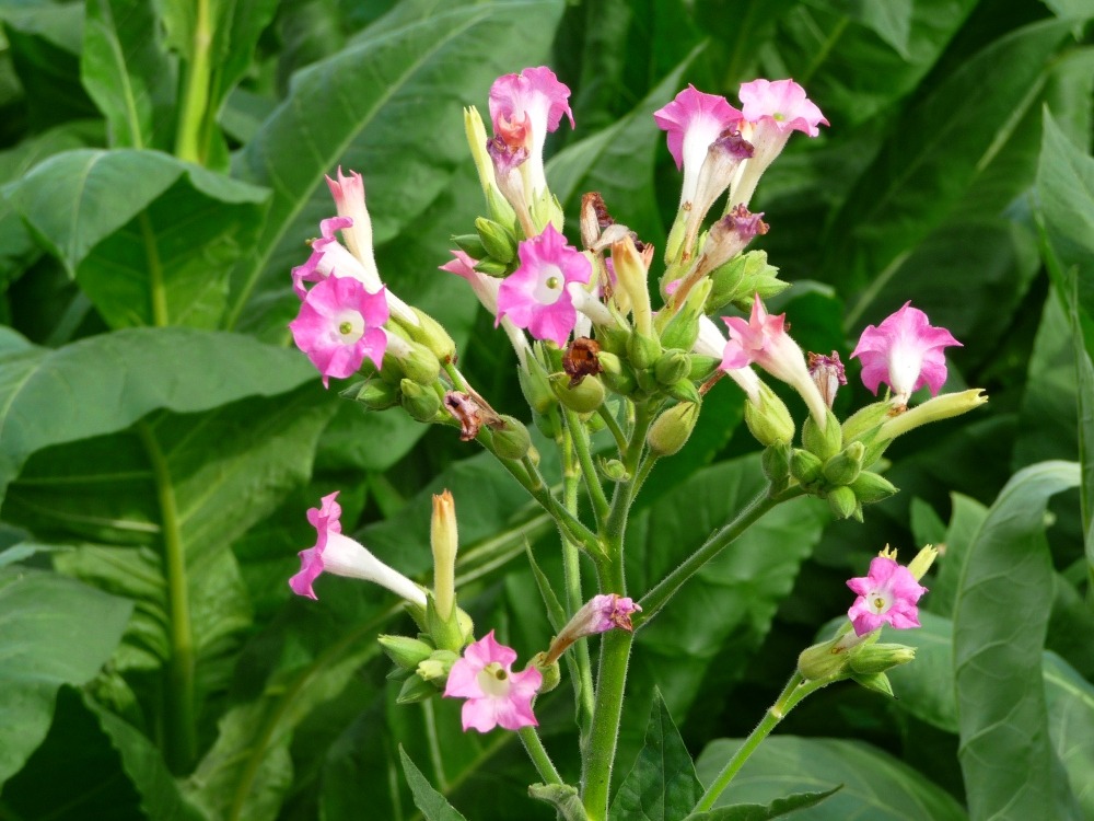 Tabac - 250 graines - avec substrat - nicotiana tabacum