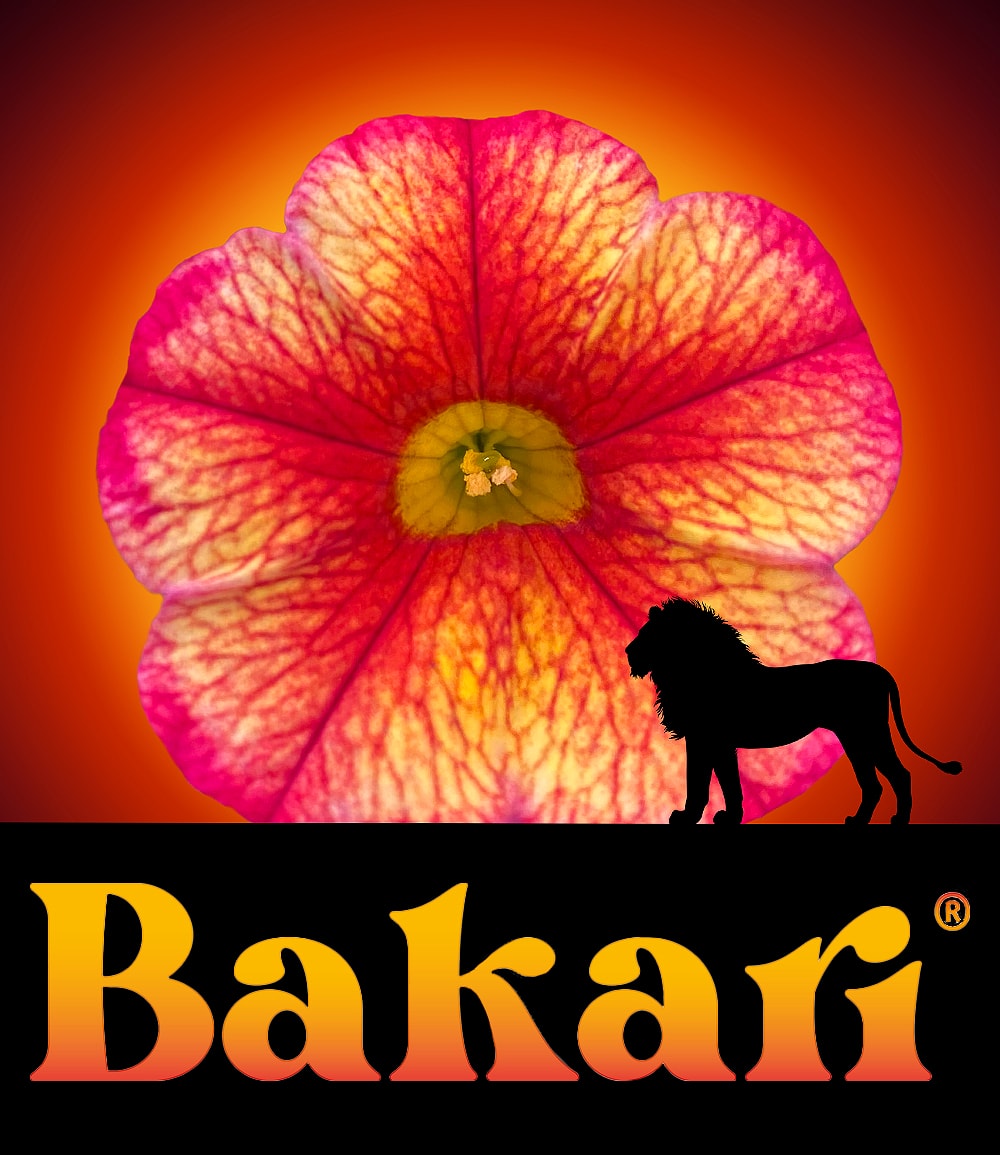 Zauberglöckchen Petunie 'Uno Bakari®'