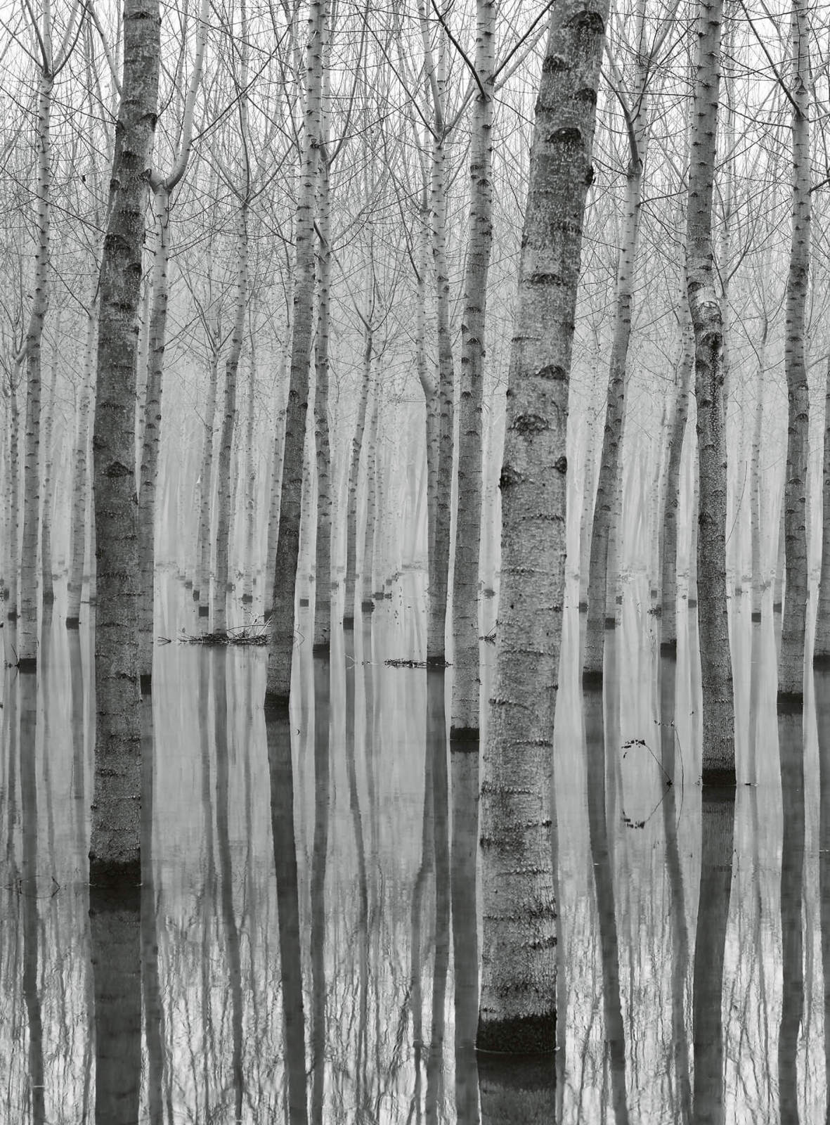 Fototapete DESIGNWALLS 2.0 - schwarz-weiß - Birkenwald - 2,6 Meter