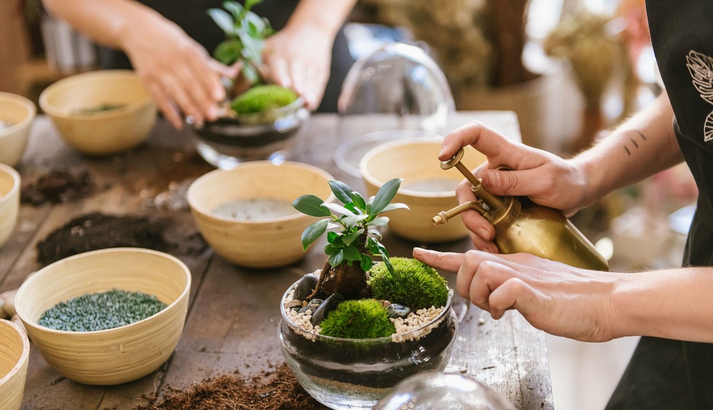 Kit terrarium diy 2 plantes - fittonia