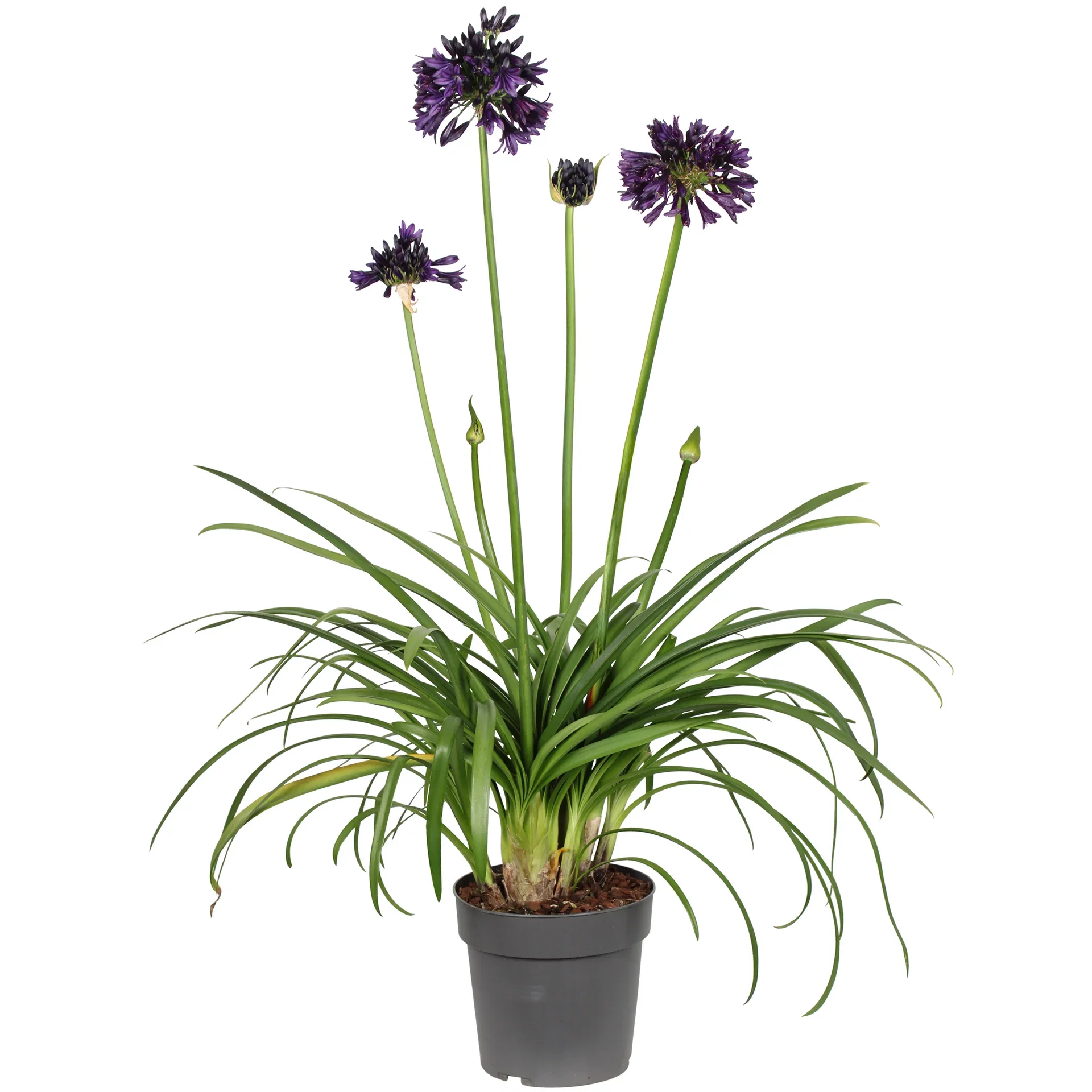 Agapanthus EVERPANTHUS BLACK JACK ('Dwaghyb02') Agapanthus 'Black Jack' Ø23 cm