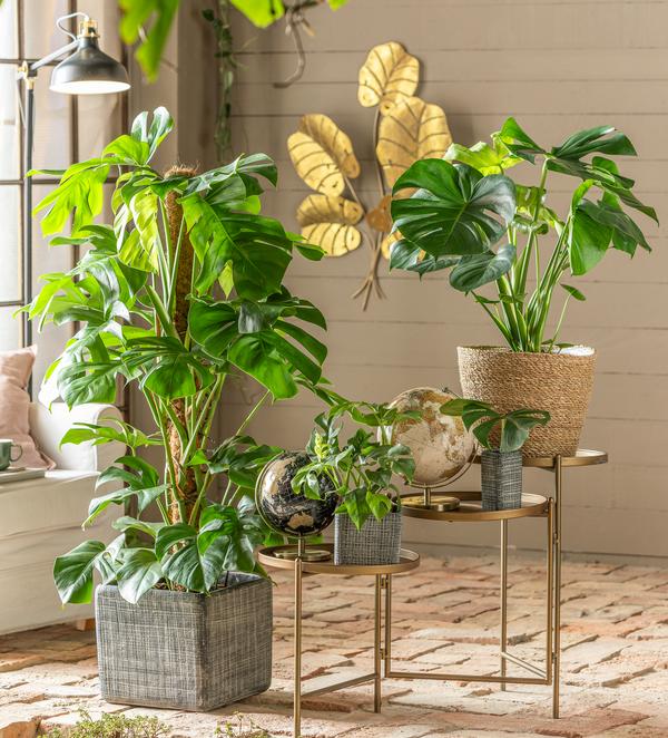 Fensterblatt - Monstera deliciosa