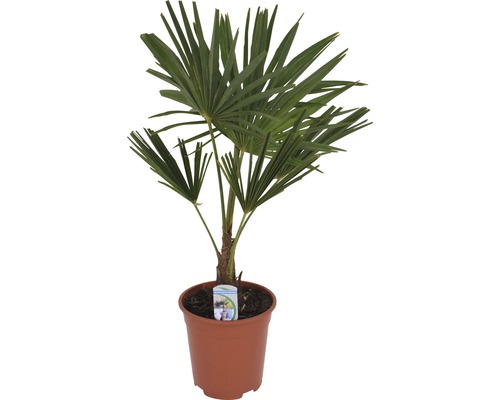 Henneppalm FloraSelf Trachycarpus fortunei H 50-60 cm Ø 20 cm pot