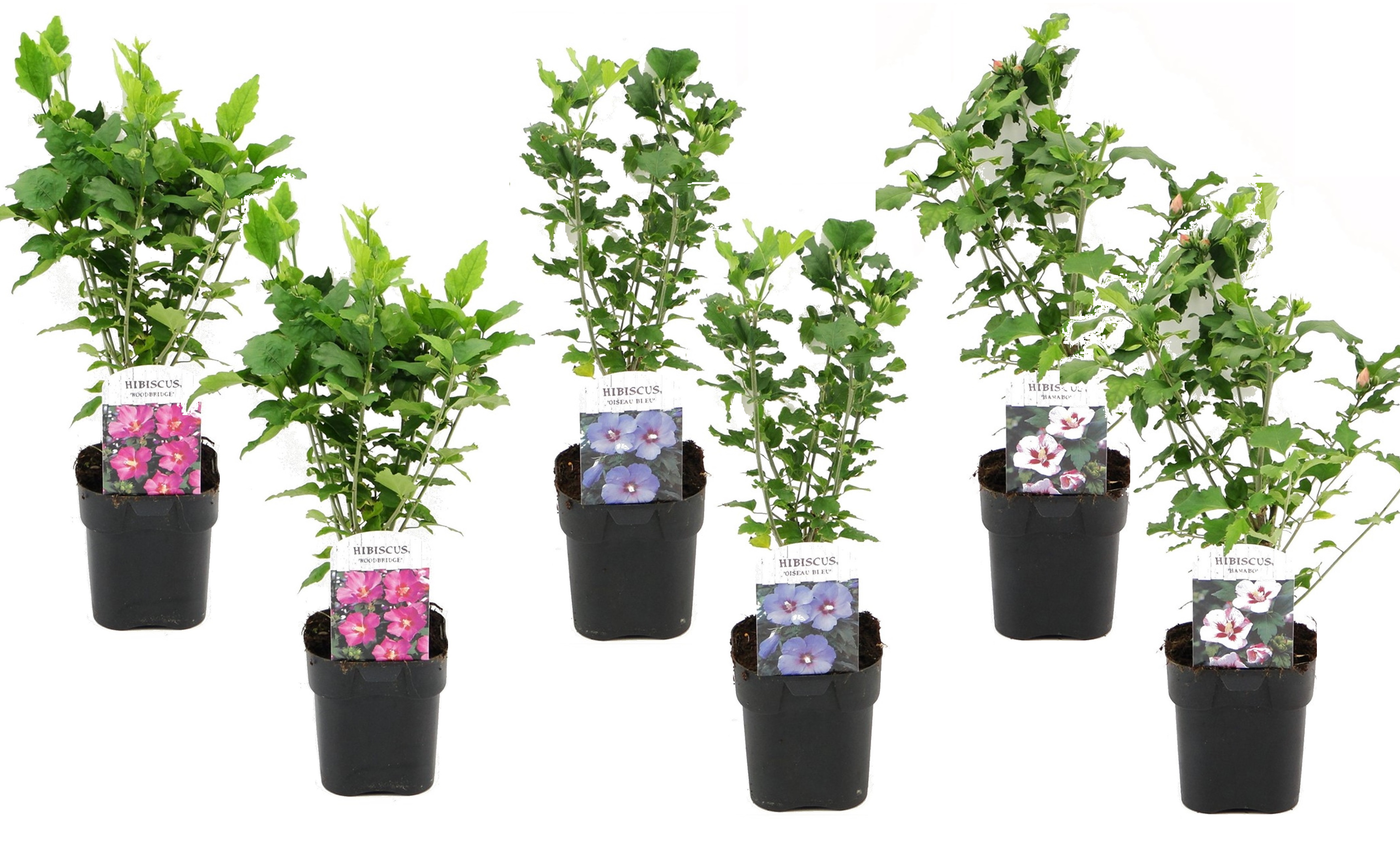 Hibiscus syriacus - mélange de 6 - hibis de syrie - pot 17cm - hauteur 25-40cm