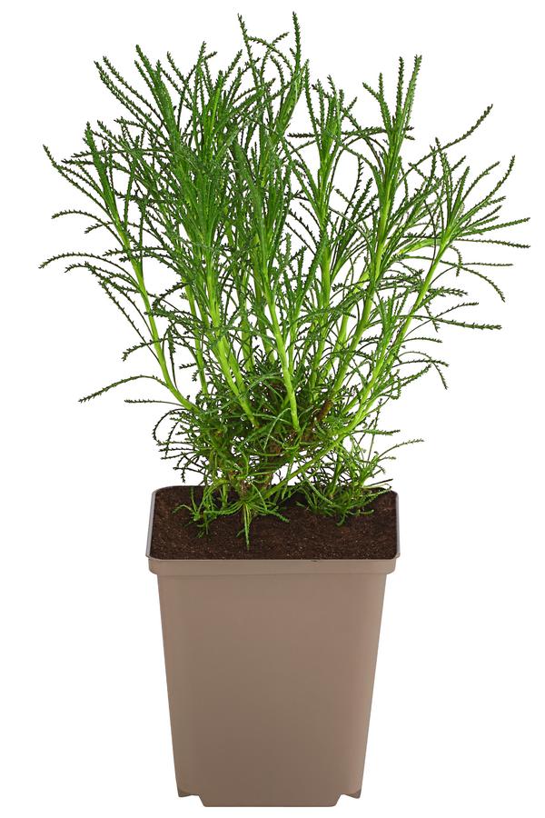 Olivenkraut