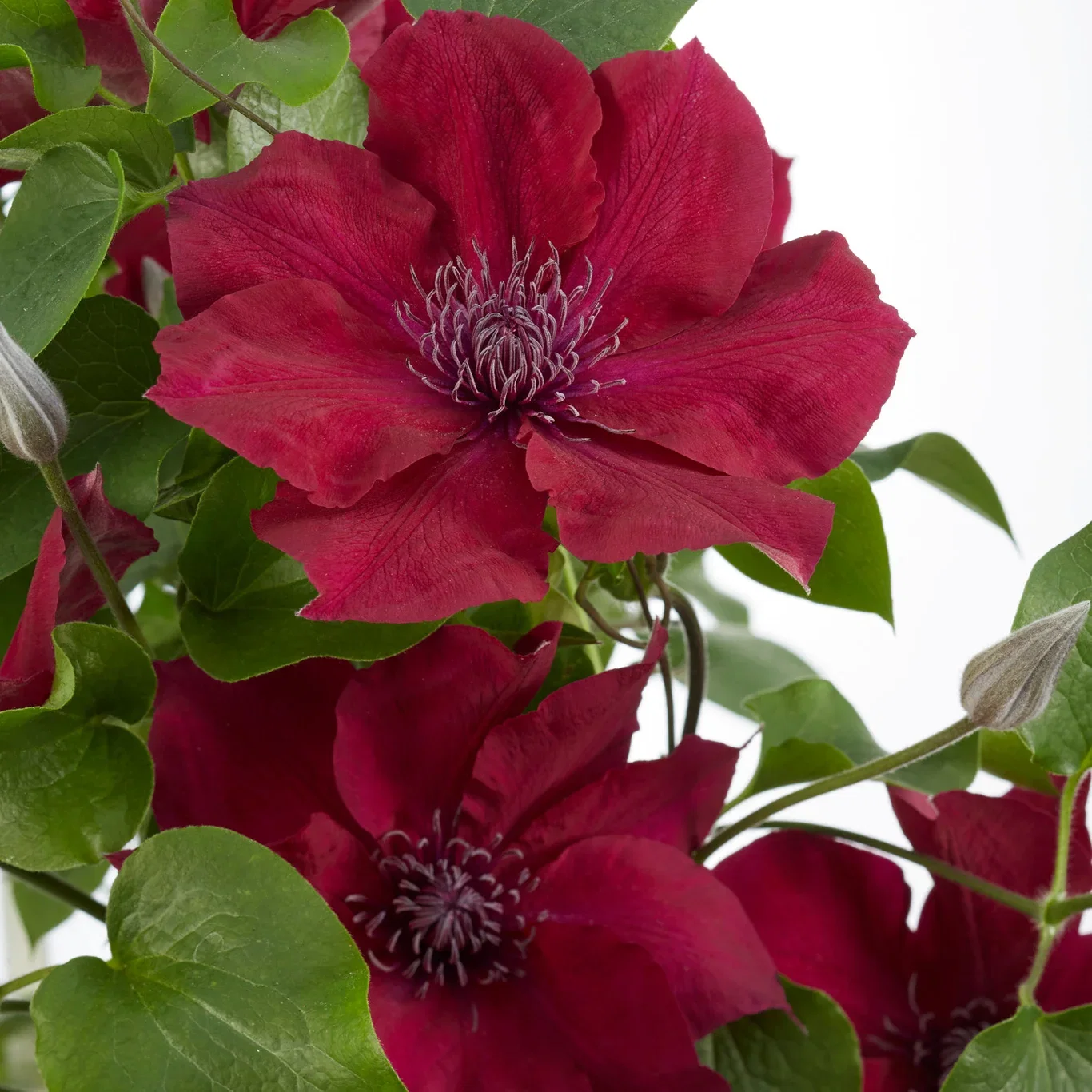 Clematis BOULEVARD® NUBIA™ ('Evipo079') Klematis BOULEVARD® NUBIA™ Ø15 cm