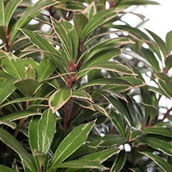 Rotsheide (Pieris japonica 'Little Heath') D 23 H 30 cm