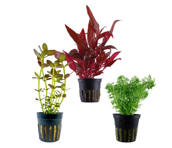 Dehner Aqua Aquarienpflanzen-Set