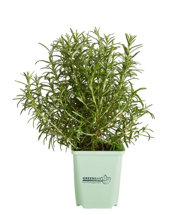 GREENBAR® Rosmarin, stehend