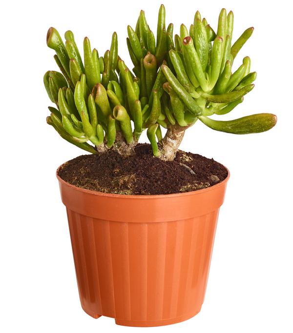 Dickblatt - Crassula cultivars, verschiedene