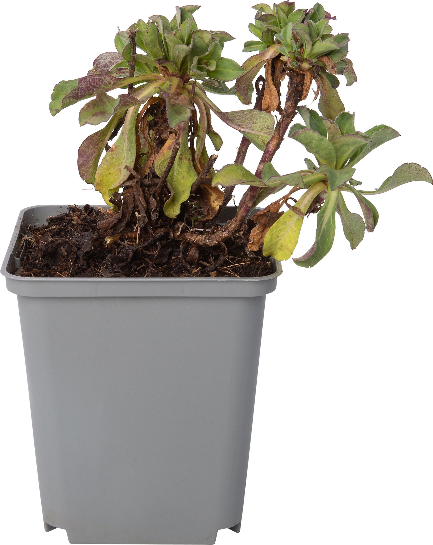 Fijnstraal (Erigeron glaucus 'See Breeze') D 9 H 10 cm