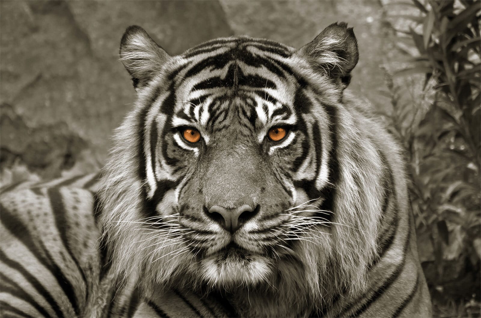 Keilrahmen Tiger sepia 118 x 78