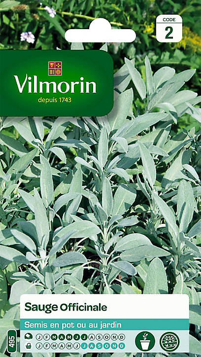 Graines de Sauge Officinale Vilmorin