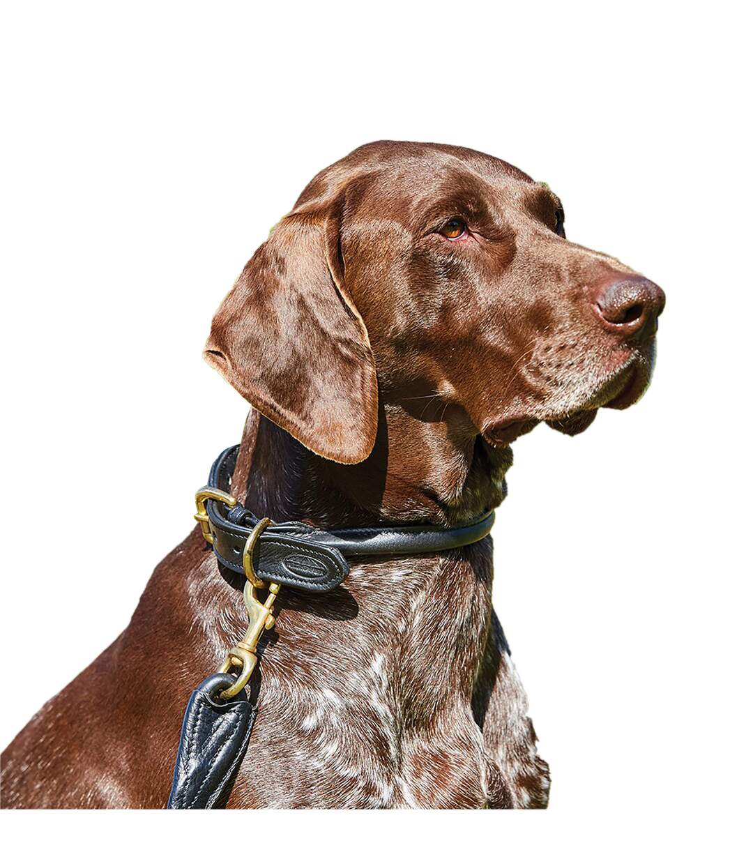 Weatherbeeta - Collier cuir - Chien (Noir) (XS) - UTWB1256
