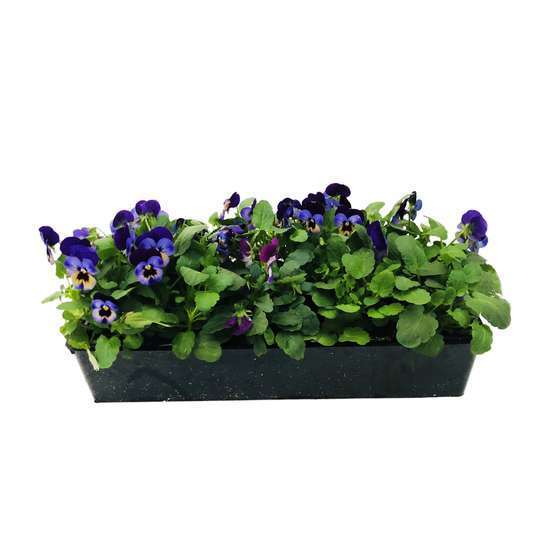 Viola cornuta : barquette de 10 plants - Coloris variables