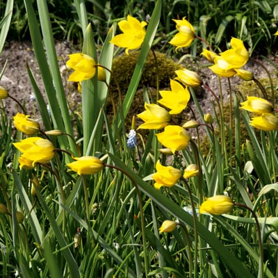 Wildtulpen-Mischung