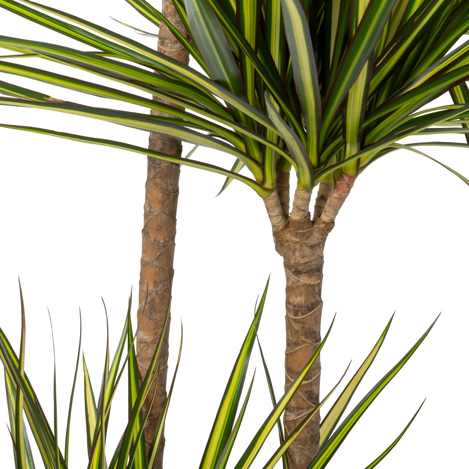 Drakenbloedboom (Dracaena marginata 'Golden Dragon') D 24 H 150 cm