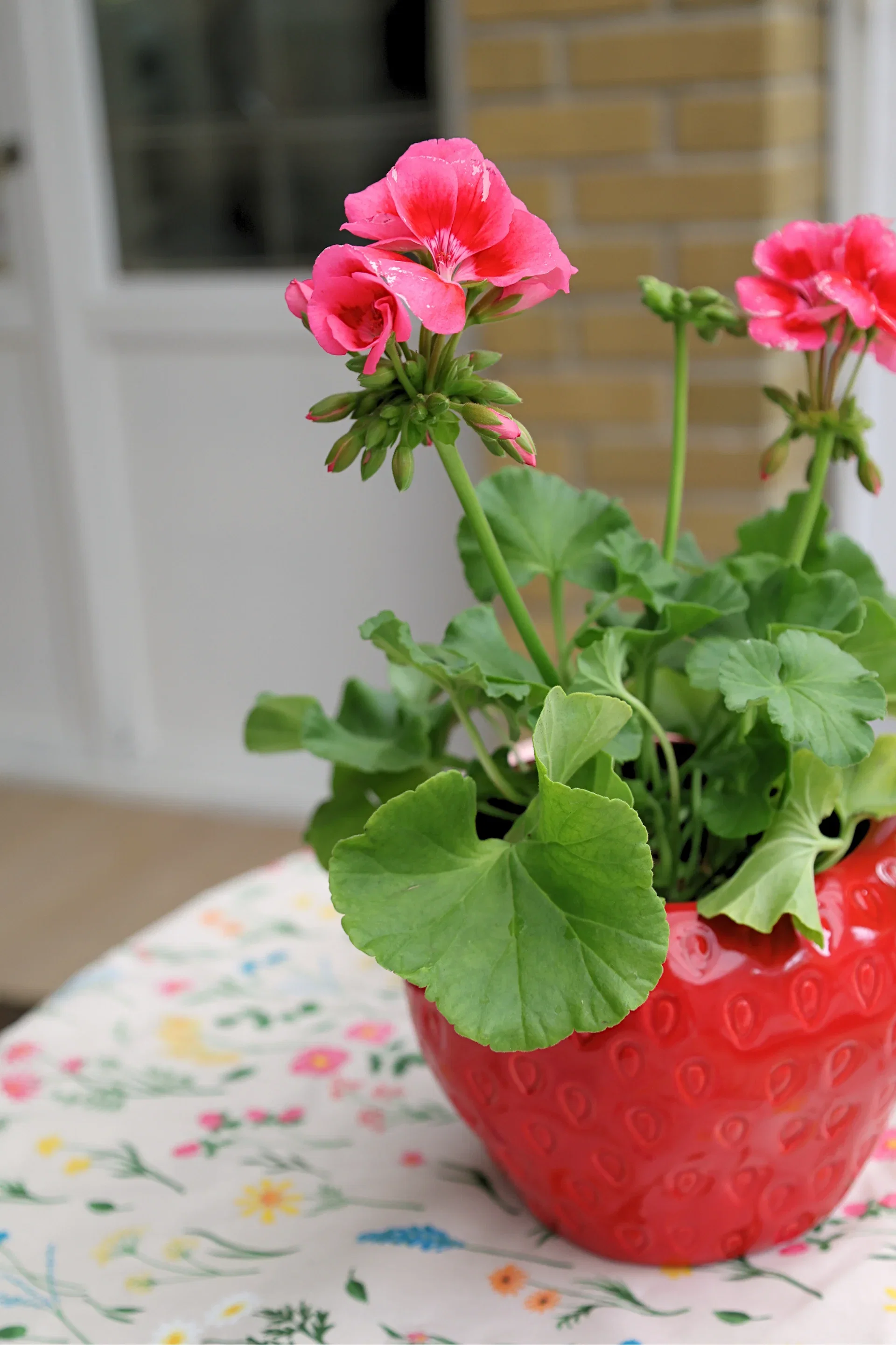 Potte Strawberry Ø17 cm