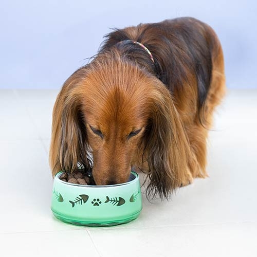 Alimentador Pet Paw Verde 350ml