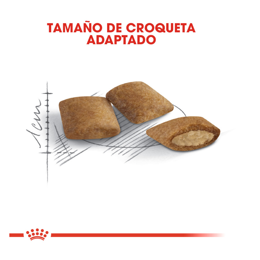 Ração Royal Canin para gatos com mais de 12 anos