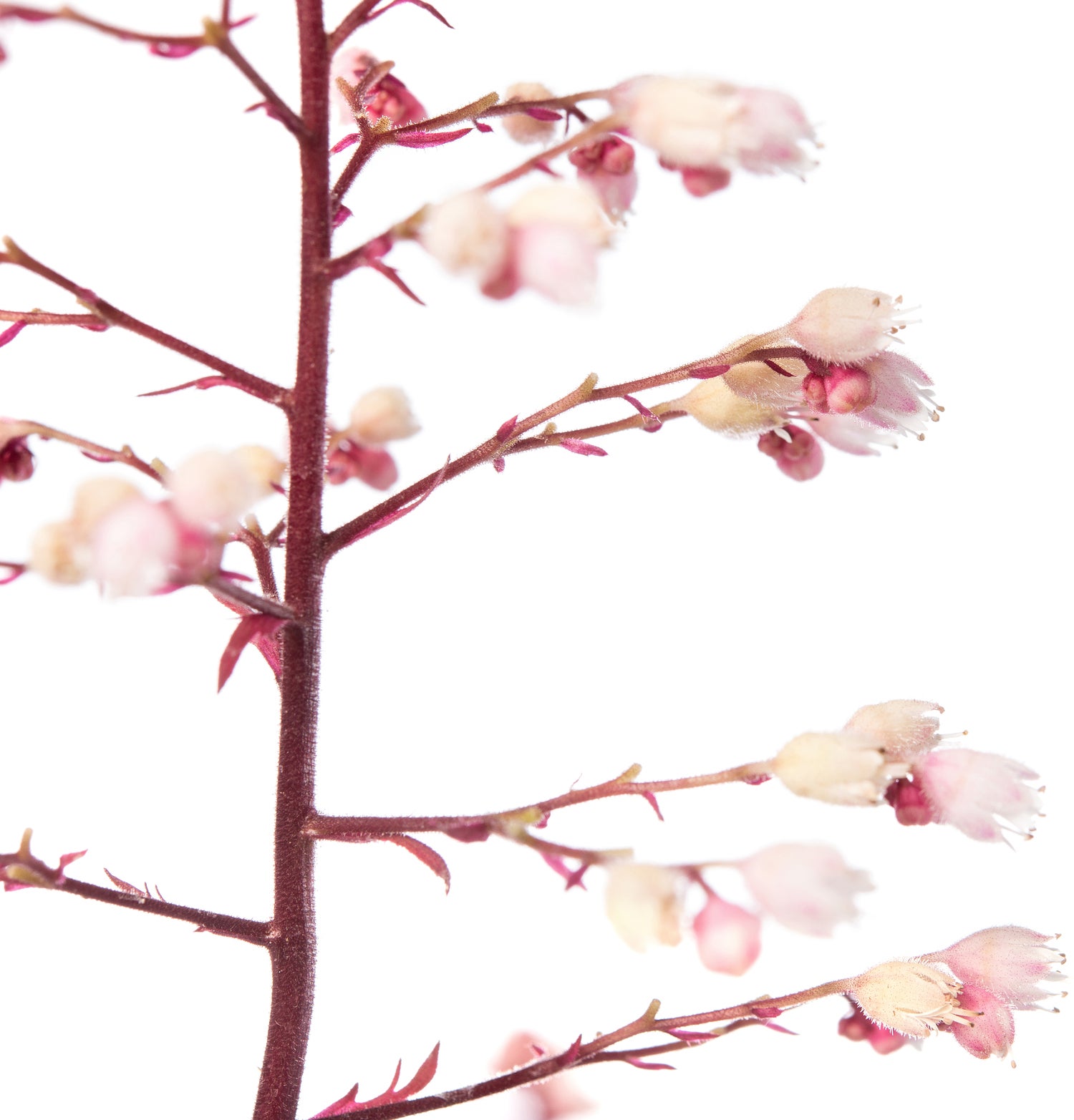 Purperklokje (Heuchera 'Fire Chief') D 11 H 10 cm