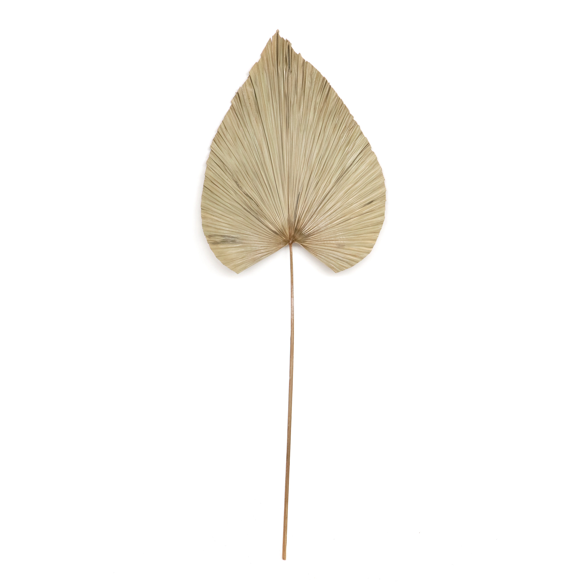 Palmenblatt natur, H 120 cm, B 45 cm von fischer's lagerhaus
